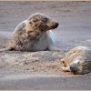 Grey Seal and Pup by John Haines